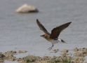 Collared Pratincole, Kazakhstan (outside WP) 30th of May 2008 Photo: Michael Westerbjerg Andersen