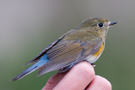 Red-flanked Bluetail, Red-flanked Bluetail in Falsterbo, Sweden 22nd of September 2008 Photo: Tomas Svensson
