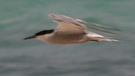 White-cheeked Tern, Adult fugl oveflyvende 4 (2 ad+2 1K) Rødehavsmåger (White-eyed Gull/<i>Larus leucophthalmus</i>), Egypt 5th of September 2008 Photo: Rune Sø Neergaard