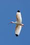 Hvid ibis (white ibis), USA 24. april 2007 Foto: Jon Lehmberg