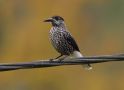 Spotted Nutcracker, Sweden 11th of October 2008 Photo: Klaus Dichmann