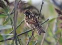 Common Reed Bunting, Denmark 16th of August 2008 Photo: Thomas Maul