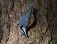 Eurasian Nuthatch, Sweden 19th of October 2008 Photo: Claus Halkjær