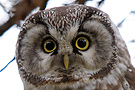 Boreal Owl, Sweden 22nd of October 2008 Photo: Helge Sørensen