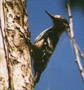 White-backed Woodpecker, Poland 15th of May 2000 Photo: Per Poulsen