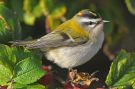 Common Firecrest, Germany 23rd of October 2008 Photo: Gabriel Schuler