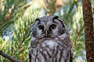 Boreal Owl, Sweden 31st of October 2008 Photo: Helge Sørensen