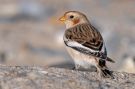 Snow Bunting, Germany 23rd of October 2008 Photo: Gabriel Schuler