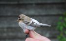 Arctic Redpoll, 1cy male - trapped and ringed, Sweden 29th of October 2008 Photo: Simon Sigaard Christiansen