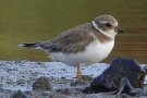 Semipalmated Plover, Azores 18th of November 2008 Photo: Richard Bonser
