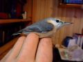 Eurasian Nuthatch, 'diluted', Norway 11th of October 2008 Photo: Freddy Johansen