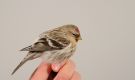 Arctic Redpoll, 1cy male - trapped and ringed, Sweden 29th of November 2008 Photo: Simon Sigaard Christiansen