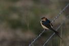 Red-rumped Swallow, Sweden 21st of April 2007 Photo: Ronny Malm
