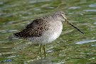 Long-billed Dowitcher, 1cy, Azores 19th of November 2008 Photo: Richard Bonser