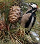 Great Spotted Woodpecker, Spain 31st of December 2008 Photo: Hans Henrik Larsen