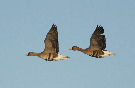 Greater White-fronted Goose, Sweden 7th of January 2009 Photo: Axel Mortensen