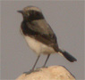 Finsch's Wheatear, 1st winter male Finsch's Wheatear, or possibly a very dark-throated female?, Israel 3rd of January 2009 Photo: Olof Strand