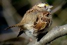 White-throated Sparrow, USA 3rd of January 2009 Photo: Richard Bonser