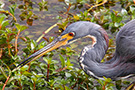 Tricolored Heron, USA 29th of December 2008 Photo: Christian Axelsen