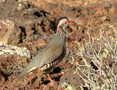 Barbary Partridge, Spain 2nd of January 2009 Photo: Emil Fich Larsen