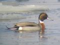 Pintail x Mallard, adult male, Hungary 13th of January 2009 Photo: András Fodor