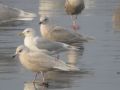 Iceland Gull, 1W & adW glaucoides with 1W kumlieni, Iceland 1st of March 2005 Photo: Frédéric Jiguet
