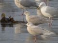Iceland Gull, 1W glaucoides with 1W kumlieni, Iceland 1st of March 2005 Photo: Frédéric Jiguet