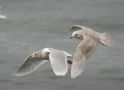 Iceland Gull, Iceland 1st of March 2005 Photo: Frédéric Jiguet