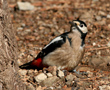 Great Spotted Woodpecker, Female, Spain 31st of December 2008 Photo: Hans Henrik Larsen