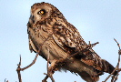 Short-eared Owl, Denmark 20th of January 2009 Photo: Jørgen Dam