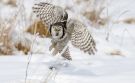 Northern Hawk-owl, Sweden 15th of February 2009 Photo: Johnny Salomonsson