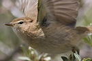 Mountain Chiffchaff, The underwing..., Georgia 13th of May 2008 Photo: Tomas Svensson