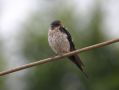 Red-rumped Swallow, China 17th of August 2008 Photo: Martinez Jonathan