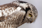 Northern Hawk-owl, One small step for owls..., Sweden 4th of February 2009 Photo: Christian Axelsen