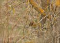 Cirl Bunting, Spain 2nd of March 2009 Photo: Mikkel Høegh Post