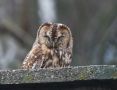 Tawny Owl, Denmark 7th of March 2009 Photo: Claus Halkjær