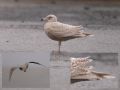 Iceland Gull, Ssp?, Faeroes Islands 15th of March 2009 Photo: Silas K.K. Olofson