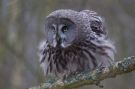 Great Grey Owl, Sweden 16th of March 2009 Photo: Claus Halkjær