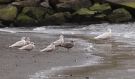Iceland Gull, Faeroes Islands 17th of March 2009 Photo: Silas K.K. Olofson