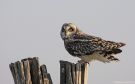 Short-eared Owl, France 17th of March 2009 Photo: VASLIN Matthieu
