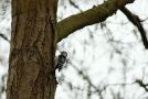 Lesser Spotted Woodpecker, Denmark 22nd of March 2009 Photo: Thomas Kehlet