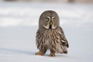 Great Grey Owl, Finland 21st of March 2009 Photo: Johnny Salomonsson