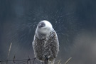Snowy Owl, Snurre Snup, Denmark 26th of March 2009 Photo: Henrik F. Nielsen
