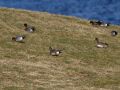 American Wigeon, Faeroes Islands 28th of March 2009 Photo: Silas K.K. Olofson