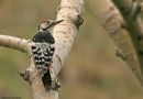 White-backed Woodpecker, Mongolia 27th of August 2007 Photo: VASLIN Matthieu