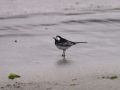 White Wagtail, Faeroes Islands 29th of March 2009 Photo: Silas K.K. Olofson