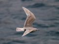 Iceland Gull, 3cy ssp. kumlieni?, Faeroes Islands 23rd of March 2009 Photo: Silas K.K. Olofson