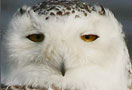 Snowy Owl, Denmark 11th of April 2009 Photo: Søren Skov