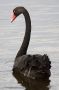 Black Swan, Australia 14th of February 2009 Photo: Gert Rasmussen