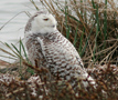 Snowy Owl, Denmark 13th of April 2009 Photo: Hans Henrik Larsen